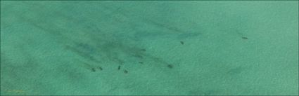 Dugongs - Great Sandy Strait - Fraser Island - QLD (PBH4 00 17849)